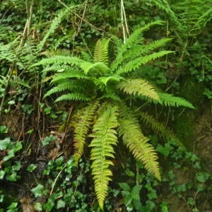 Photographie n°2144364 du taxon Polystichum aculeatum (L.) Roth [1799]