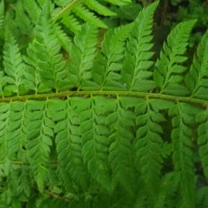 Photographie n°2144365 du taxon Polystichum aculeatum (L.) Roth [1799]