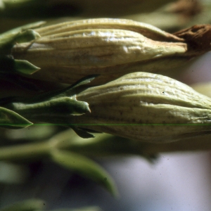 Photographie n°2144445 du taxon Gentiana acaulis L. [1753]