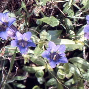 Photographie n°2144448 du taxon Gentiana acaulis L. [1753]