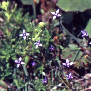 Photographie n°2144453 du taxon Comastoma tenellum (Rottb.) Toyok. [1961]