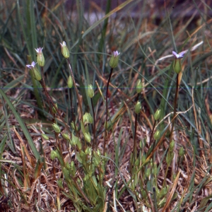 Photographie n°2144455 du taxon Comastoma tenellum (Rottb.) Toyok. [1961]