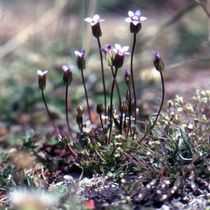 Photographie n°2144457 du taxon Comastoma tenellum (Rottb.) Toyok. [1961]