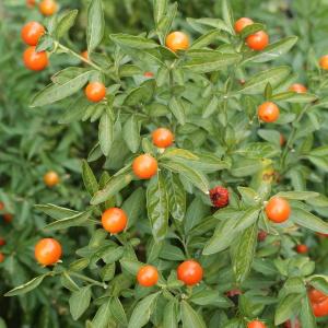 Photographie n°2144464 du taxon Solanum pseudocapsicum L. [1753]