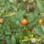  Cesar SILVESTRE - Solanum pseudocapsicum L. [1753]