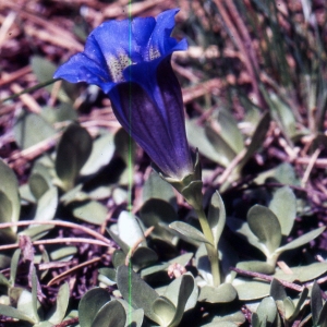 Photographie n°2144467 du taxon Gentiana alpina Vill. [1779]