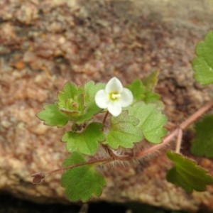 Photographie n°2144510 du taxon Veronica cymbalaria Bodard [1798]