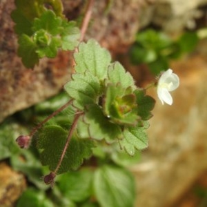 Photographie n°2144511 du taxon Veronica cymbalaria Bodard [1798]