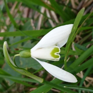 Photographie n°2144649 du taxon Galanthus nivalis L.