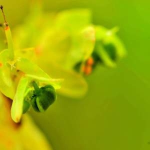  - Euphorbia peplus var. peplus 