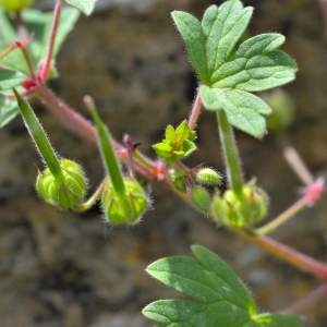 Photographie n°2144698 du taxon Geranium rotundifolium L. [1753]