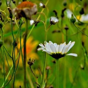  - Leucanthemum ircutianum subsp. cantabricum (Sennen) Vogt [1991]