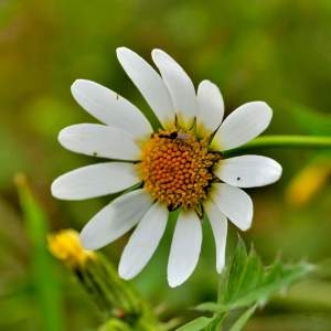  - Leucanthemum ircutianum subsp. cantabricum (Sennen) Vogt [1991]