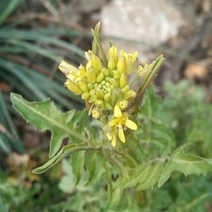 Photographie n°2144738 du taxon Sisymbrium irio L. [1753]