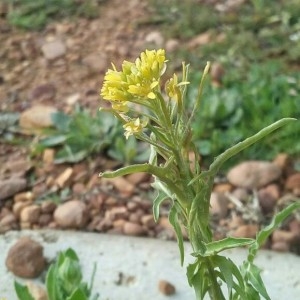 Photographie n°2144739 du taxon Sisymbrium irio L. [1753]