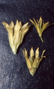 Liliane Roubaudi, le 11 juillet 2001 (Les Angles)