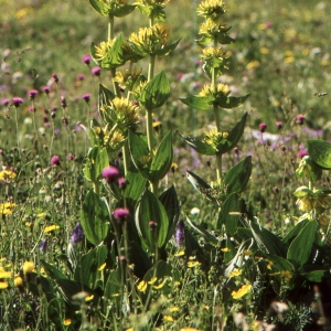 Photographie n°2144826 du taxon Gentiana lutea L.