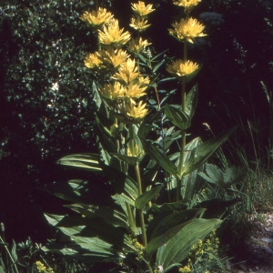 Photographie n°2144833 du taxon Gentiana lutea L.