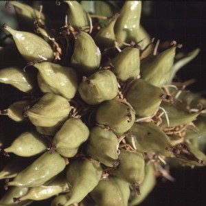 Photographie n°2144841 du taxon Gentiana lutea L.