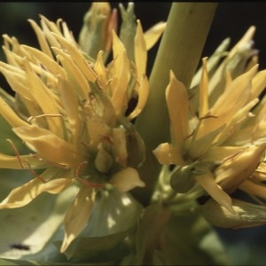 Photographie n°2144843 du taxon Gentiana lutea L.