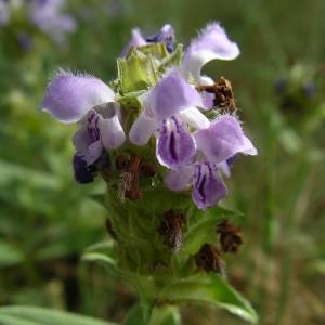 Photographie n°2145002 du taxon Prunella hyssopifolia L. [1753]