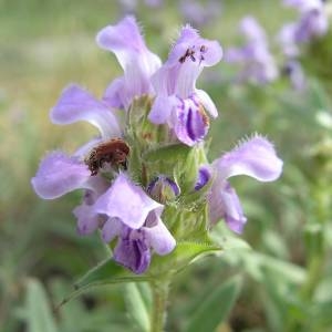 Photographie n°2145004 du taxon Prunella hyssopifolia L. [1753]