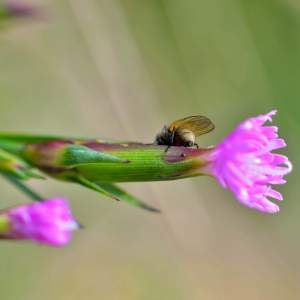 Photographie n°2145052 du taxon Dianthus hyssopifolius L. [1755]