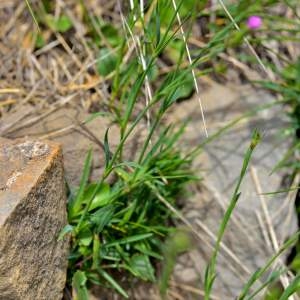 Photographie n°2145054 du taxon Dianthus hyssopifolius L. [1755]