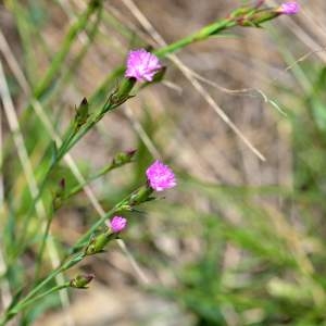 Photographie n°2145055 du taxon Dianthus hyssopifolius L. [1755]