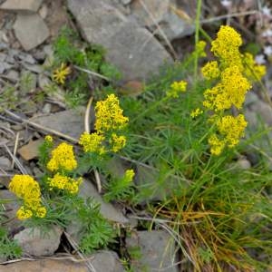 Photographie n°2145063 du taxon Galium verum f. verum 