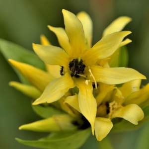 Photographie n°2145070 du taxon Gentiana lutea L. [1753]