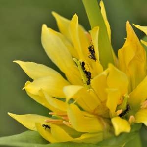 Photographie n°2145072 du taxon Gentiana lutea L. [1753]