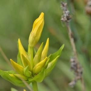 Photographie n°2145073 du taxon Gentiana lutea L. [1753]