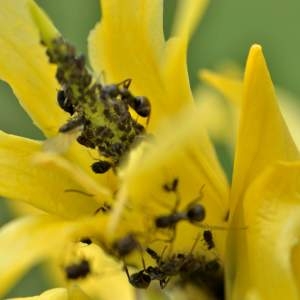 Photographie n°2145076 du taxon Gentiana lutea L. [1753]