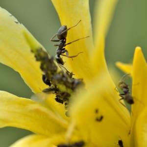 Photographie n°2145082 du taxon Gentiana lutea L. [1753]