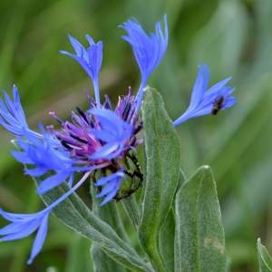 Photographie n°2145087 du taxon Cyanus montanus (L.) Hill [1768]