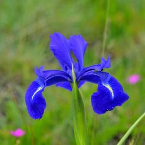 Photographie n°2145100 du taxon Iris latifolia (Mill.) Voss [1895]