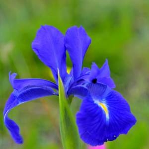 Photographie n°2145101 du taxon Iris latifolia (Mill.) Voss [1895]