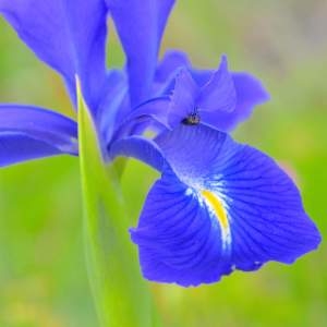 Photographie n°2145103 du taxon Iris latifolia (Mill.) Voss [1895]