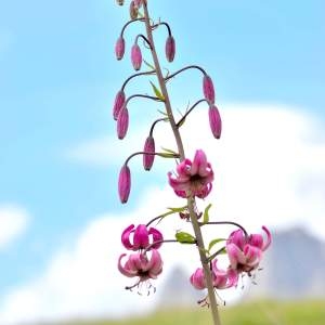 Photographie n°2145106 du taxon Lilium martagon L.