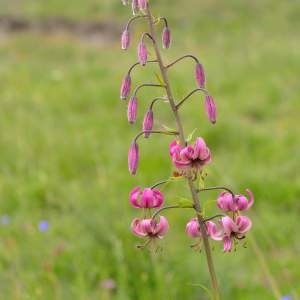 Photographie n°2145108 du taxon Lilium martagon L.