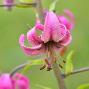 Photographie n°2145114 du taxon Lilium martagon L.