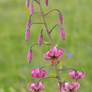 Photographie n°2145116 du taxon Lilium martagon L.