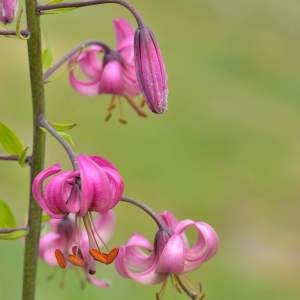 Photographie n°2145118 du taxon Lilium martagon L.