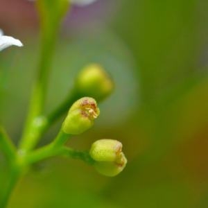 Photographie n°2145170 du taxon Galium papillosum Lapeyr. [1813]