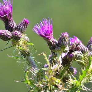 Photographie n°2145235 du taxon Cirsium palustre (L.) Scop. [1772]