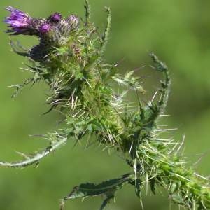 Photographie n°2145236 du taxon Cirsium palustre (L.) Scop. [1772]