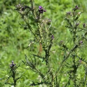 Photographie n°2145237 du taxon Cirsium palustre (L.) Scop. [1772]