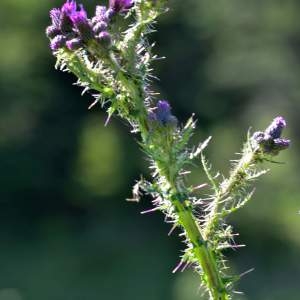 Photographie n°2145238 du taxon Cirsium palustre (L.) Scop. [1772]