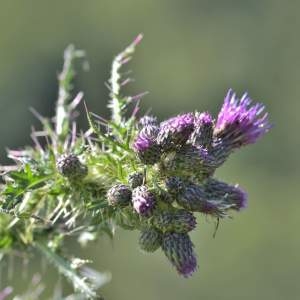 Photographie n°2145239 du taxon Cirsium palustre (L.) Scop. [1772]